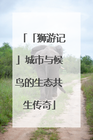 「狮游记」城市与候鸟的生态共生传奇