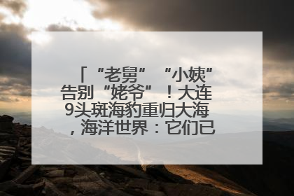 “老舅”“小姨”告别“姥爷”！大连9头斑海豹重归大海，海洋世界：它们已具备野外生存能力