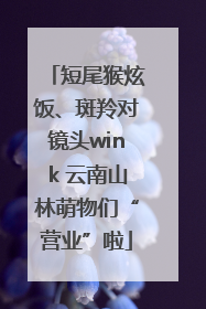 短尾猴炫饭、斑羚对镜头wink 云南山林萌物们“营业”啦