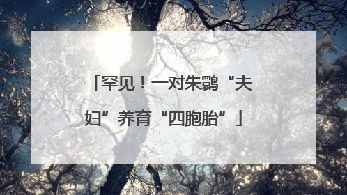 罕见！一对朱鹮“夫妇”养育“四胞胎”