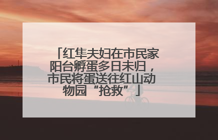 红隼夫妇在市民家阳台孵蛋多日未归，市民将蛋送往红山动物园“抢救”