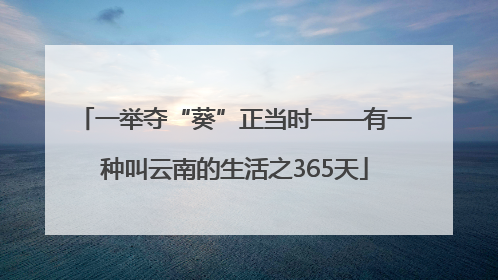 一举夺“葵”正当时——有一种叫云南的生活之365天