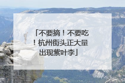 不要摘！不要吃！杭州街头正大量出现紫叶李