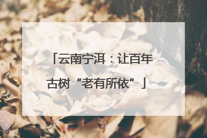 云南宁洱：让百年古树“老有所依”