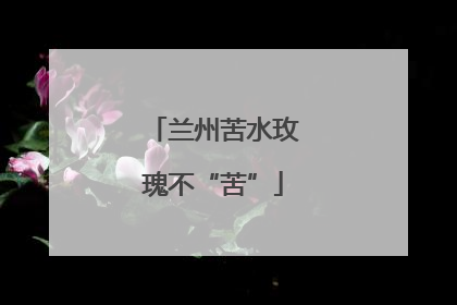 兰州苦水玫瑰不“苦”