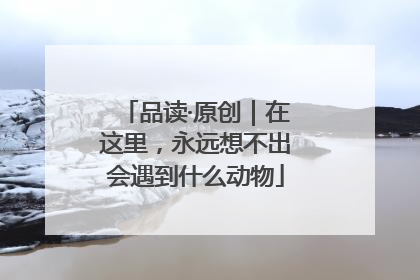 品读·原创｜在这里，永远想不出会遇到什么动物