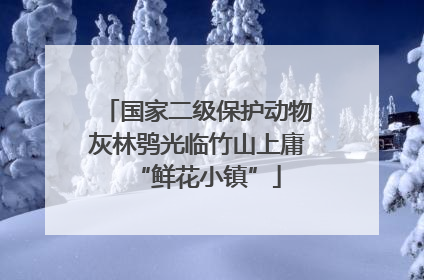 国家二级保护动物灰林鸮光临竹山上庸“鲜花小镇”