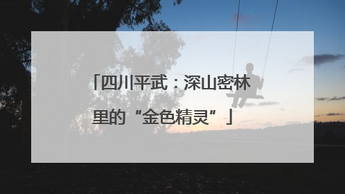 四川平武：深山密林里的“金色精灵”