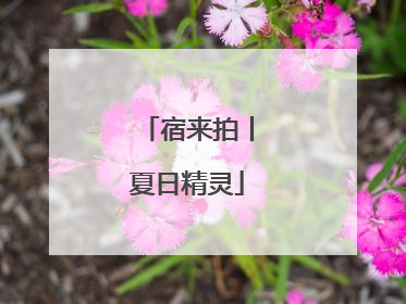 宿来拍丨夏日精灵