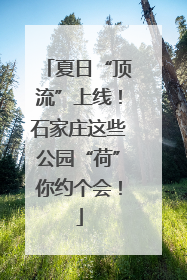 夏日“顶流”上线！石家庄这些公园“荷”你约个会！