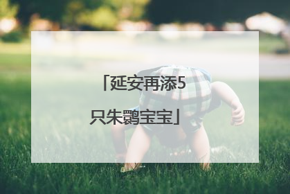 延安再添5只朱鹮宝宝