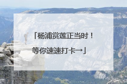 杨浦赏莲正当时！等你速速打卡→