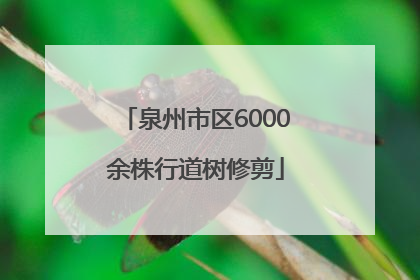 泉州市区6000余株行道树修剪