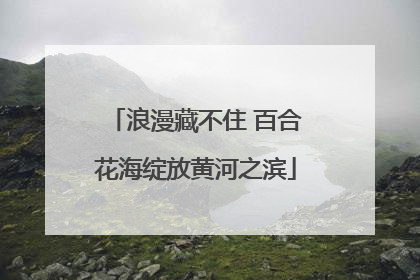 浪漫藏不住 百合花海绽放黄河之滨