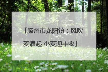 滕州市龙阳镇：风吹麦浪起 小麦迎丰收