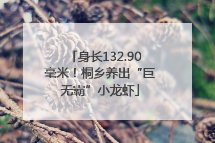 身长132.90毫米！桐乡养出“巨无霸”小龙虾