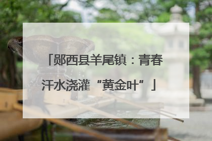 郧西县羊尾镇：青春汗水浇灌“黄金叶”