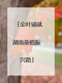 金叶铺就湖南桑植振兴路