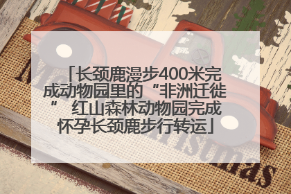 长颈鹿漫步400米完成动物园里的“非洲迁徙” 红山森林动物园完成怀孕长颈鹿步行转运