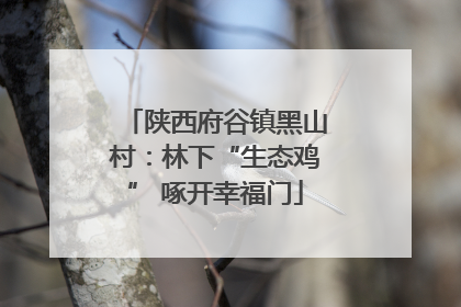 陕西府谷镇黑山村：林下“生态鸡” 啄开幸福门