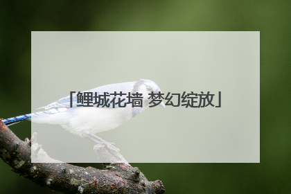 鲤城花墙 梦幻绽放