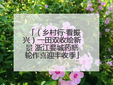 （乡村行·看振兴）一田双收绘新景 浙江婺城药膳轮作喜迎丰收季