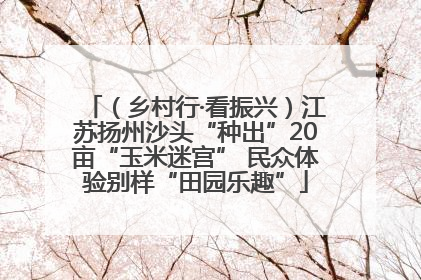 （乡村行·看振兴）江苏扬州沙头“种出”20亩“玉米迷宫” 民众体验别样“田园乐趣”